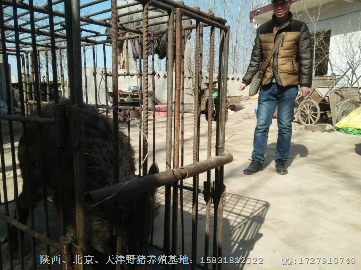 河南特种野猪肉-河南大型野猪养殖基地 