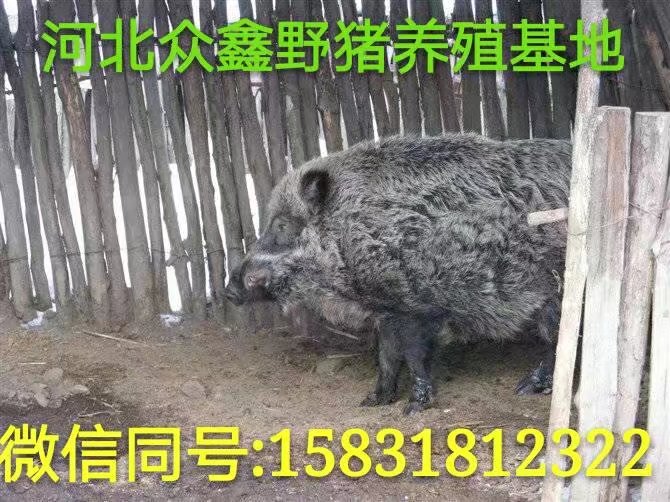 南阳山上散养野猪基地   打造绿色野猪肉 