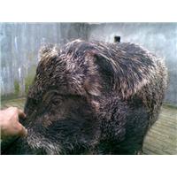 安徽纯种野猪-纯种野猪养殖-野猪养殖基地 