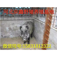 济源野猪养殖基地   品种全  质量好 