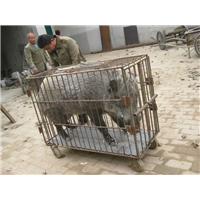 门头沟野猪|通州纯种野猪|顺义野猪养殖场 