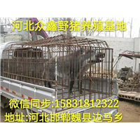 安徽野猪养殖技术-安徽野猪价格-生态野猪养殖基地 
