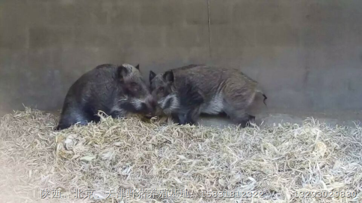 武安野猪肉价格 保定纯种野猪养殖基地 