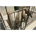 人们在生活上对野猪肉的需求在大大提高 