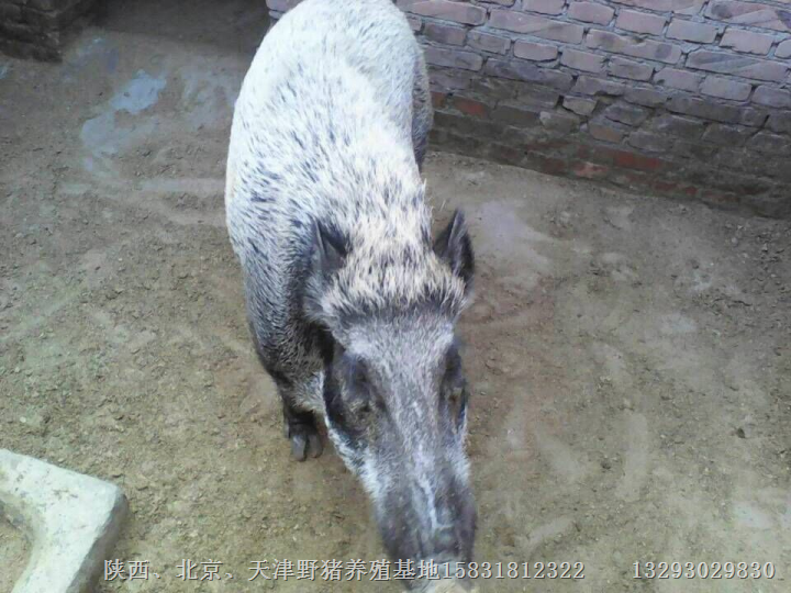衡水野猪养殖|沧州野猪肉|邢台野猪批发 