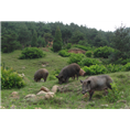 石家庄野猪|石家庄野猪肉|石家庄野猪养殖 