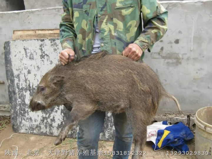 保定野猪养殖基地易县定州野猪肉价格 