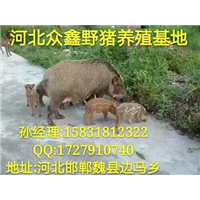 辽宁野猪|  沈阳野猪养殖专业合作社 