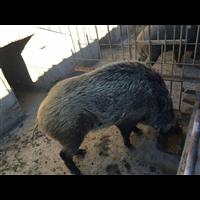 邯郸野猪养殖 魏县大名野猪肉价格 