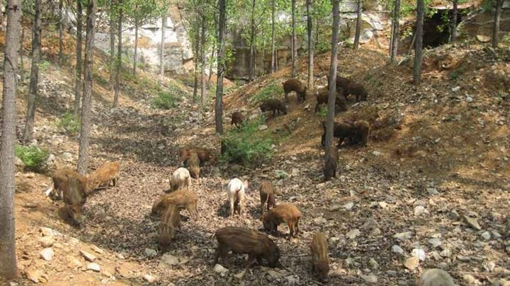 陕西野猪特种养殖 
