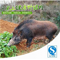 河北邯郸野猪|河北野猪养殖|野猪批发基地 