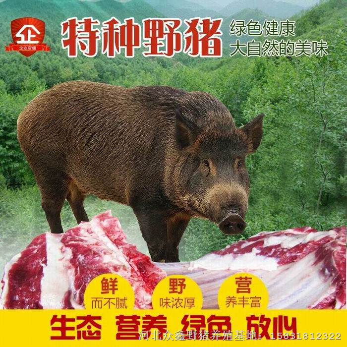 河北邯郸野猪苗价格 纯种野猪养殖 