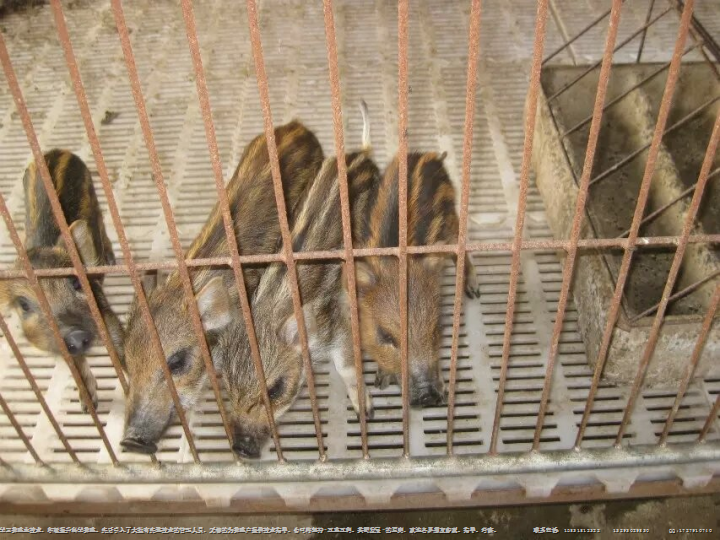 江苏野猪|徐州野猪养殖|扬州野猪苗价格 