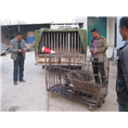 味道好、营养佳常吃野猪肉笑哈哈 