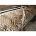 抚州野猪仔猪|宜春野猪苗|吉安野猪养殖场 