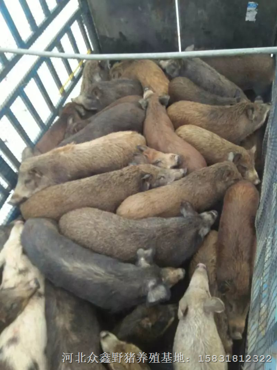 保定特种野猪养殖前景怎么样？  利润高吗？ 
