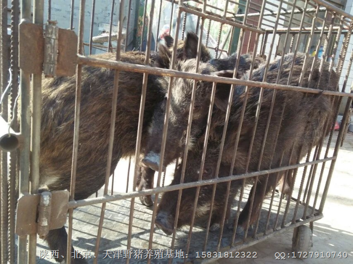 邯郸野猪养殖-魏县野猪肉价格-野猪苗批发 