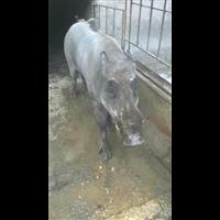十堰野猪苗价格 荆州纯种野猪养殖基地 
