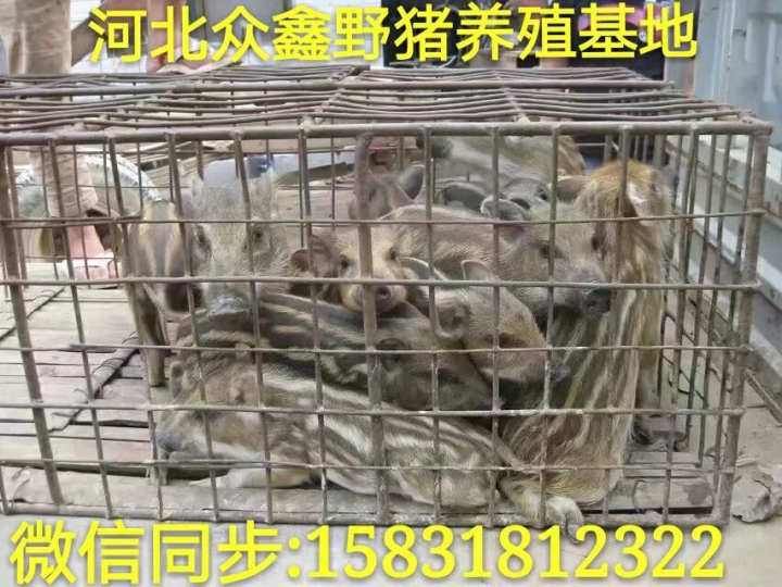 成都野猪 四川大型野猪养殖交易中心 