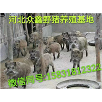 商丘野猪养殖场   品种全  利润高 