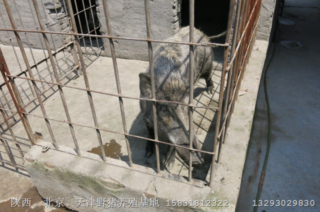 陕西、延安、榆林生态野猪养殖基地 
