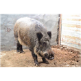 西安特种野猪养殖场-西安野猪肉价格 