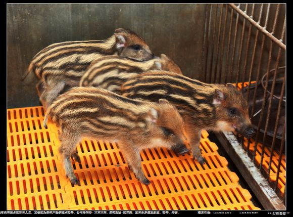 山西野猪肉|太原长治晋中晋城野猪养殖场 