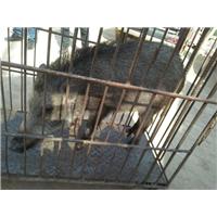 内蒙古野猪养殖场 咨询热线：15831812322 