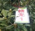 江西高产油茶苗 