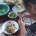 江西高产油茶苗-种苗 