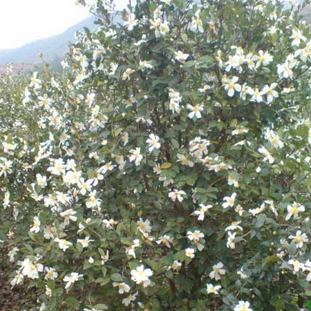 江西高产油茶苗 