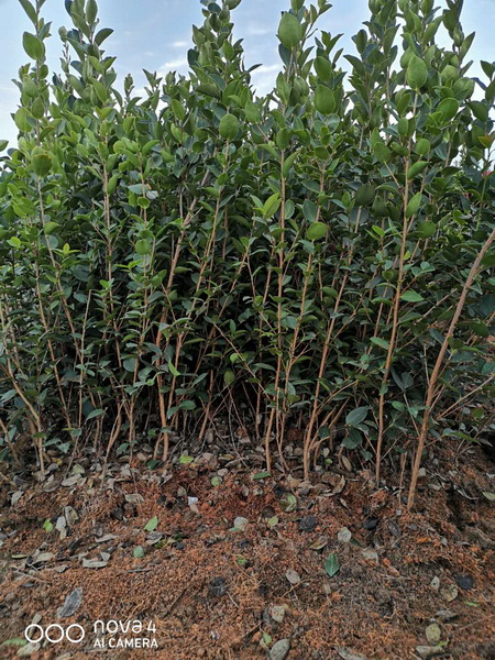 江西油茶苗