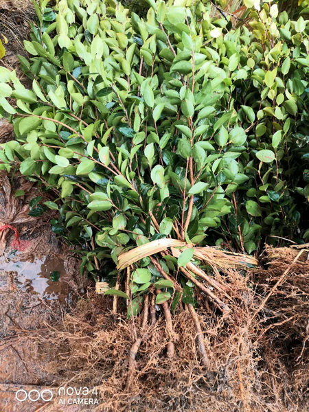 江西高产油茶苗木