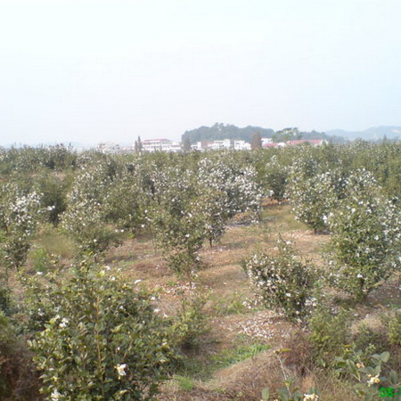 江西高产油茶苗 