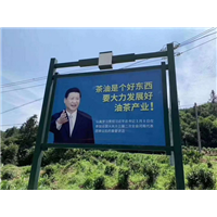 江西油茶苗