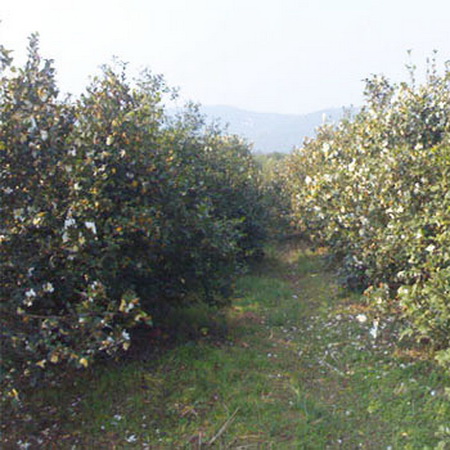 江西高产油茶苗 