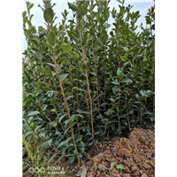 江西嫁接油茶苗