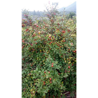 江西油茶苗