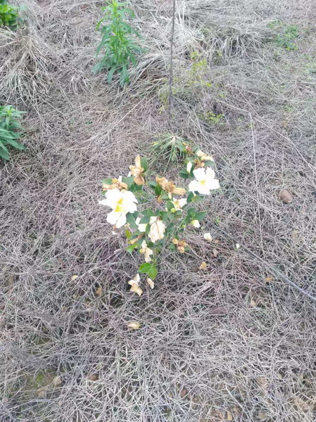 江西油茶苗