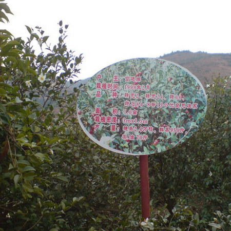 江西高产油茶苗 