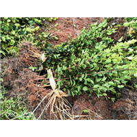 江西油茶苗种植