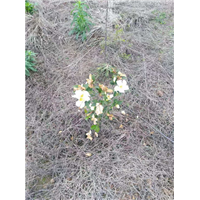 江西油茶苗