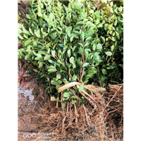 江西高产油茶苗木