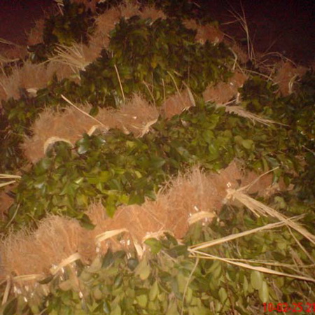 江西丰城油茶苗 