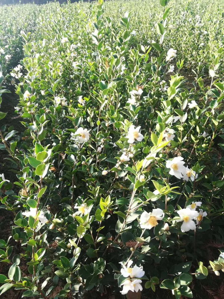 江西高产油茶苗