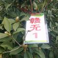江西高产油茶苗-赣无1 
