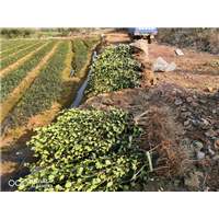 江西油茶苗