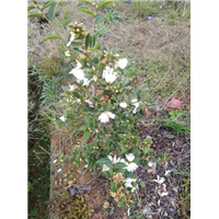 江西油茶苗