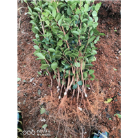 江西油茶苗种植