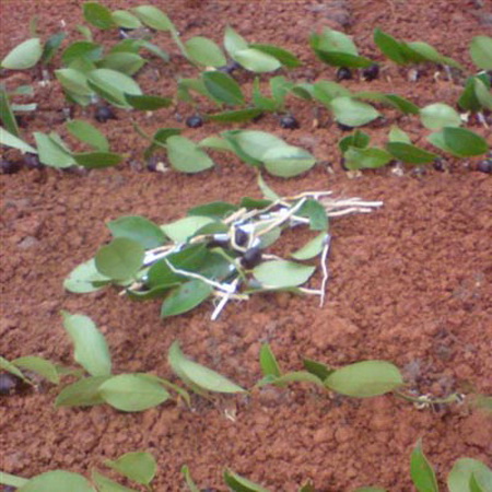 江西高产油茶苗 
